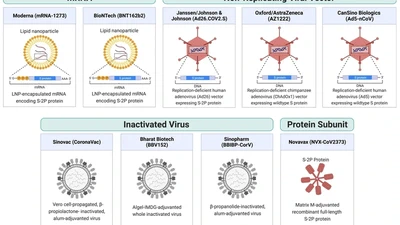 COVID-19 vaccine update: vaccine effectiveness, SARS-CoV-2 variants, boosters, adverse effects, and immune correlates of protection. featured image