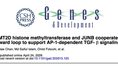 MLL4/KMT2D histone methyltransferase and JUNB cooperate in a feed-forward loop to support AP-1 dependent TGF-β signaling featured image